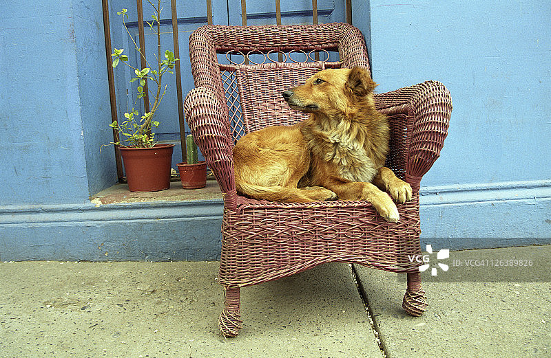 狗坐在椅子上的特写镜头图片素材