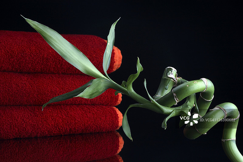 黑色背景下的植物特写镜头图片素材