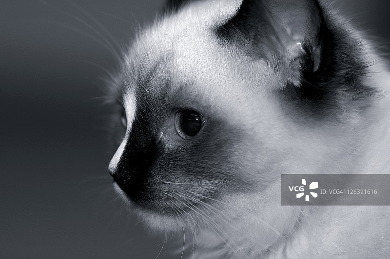猫的特写肖像图片素材