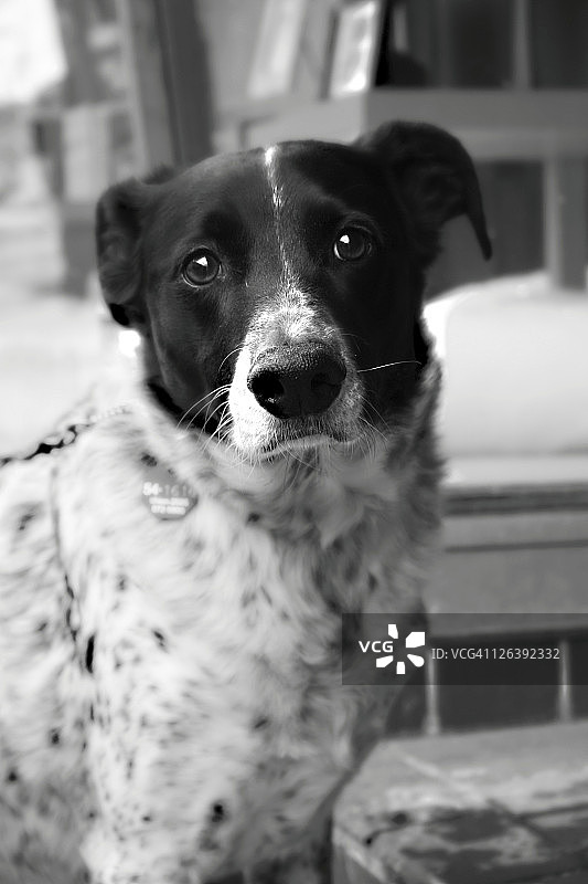 狗的特写肖像图片素材