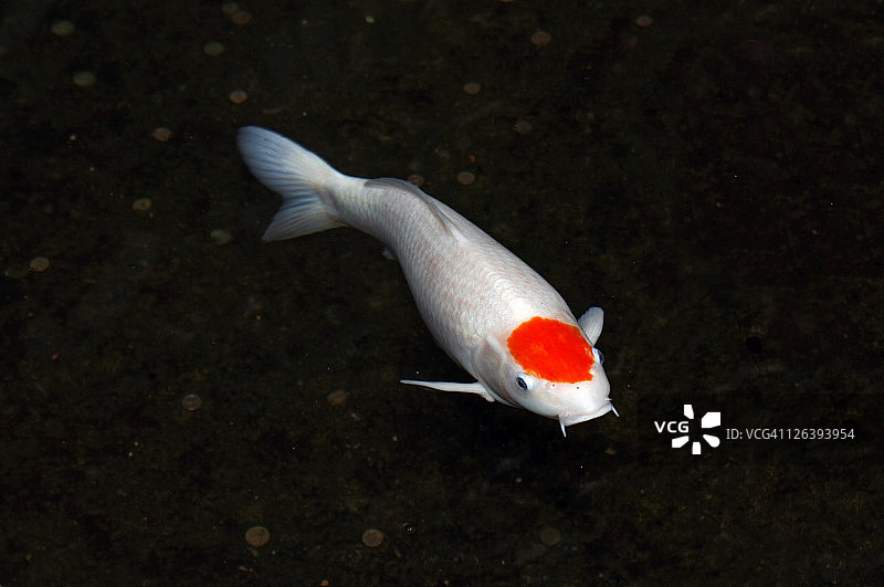 鱼在海里游泳的特写镜头图片素材