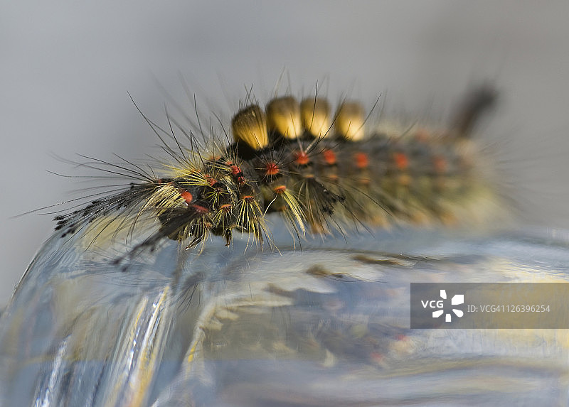 植物上昆虫特写镜头图片素材