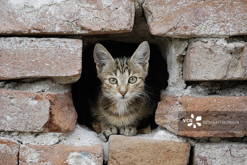 墙上的猫画像图片素材