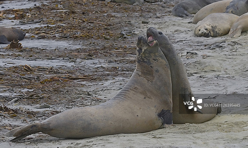 骷髅海岸海豹栖息地的海豹图片素材