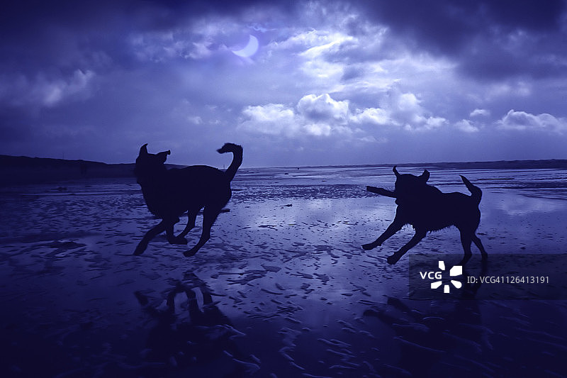 在海滩上奔跑的两只狗剪影图片素材