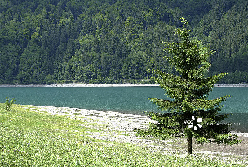 湖边的树木图片素材