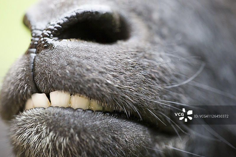 动物毛发特写图片素材