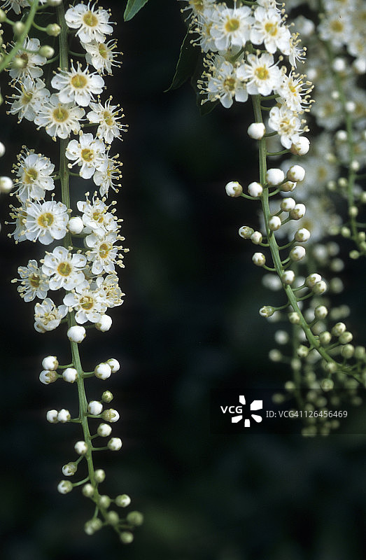 白色开花植物特写图片素材