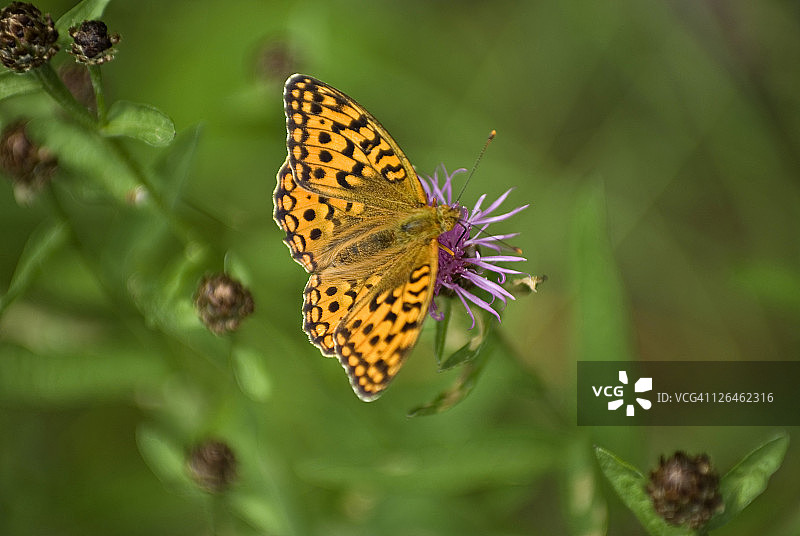 蝴蝶栖息在花上的特写镜头图片素材