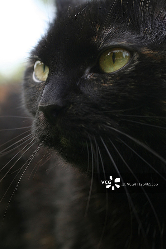 黑猫特写图片素材