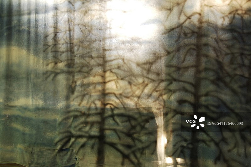 透过窗户看到的树图片素材