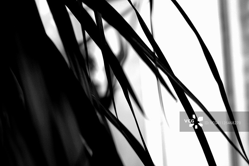 晴空下的植物特写镜头图片素材