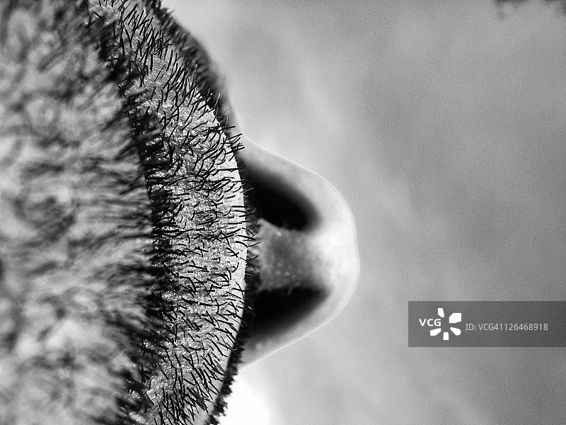 女人的特写镜头图片素材