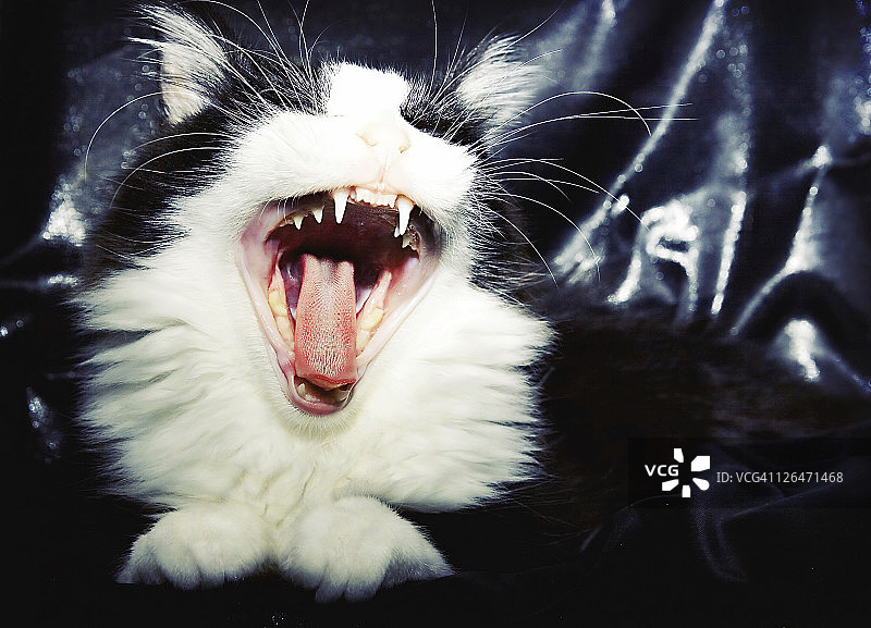 猫打哈欠的特写镜头图片素材