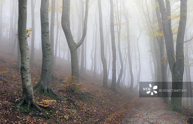 奥地利维也纳维也纳森林秋季森林图片素材