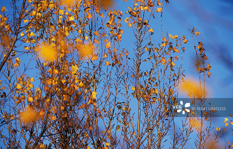 奥地利维也纳多瑙公园的黄色树叶与蓝色天空图片素材
