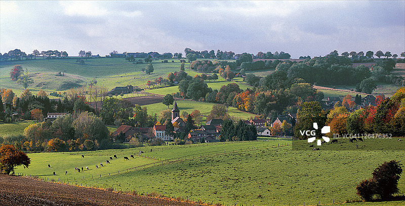 田野里的牛群航拍图片素材