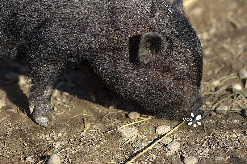 猪的特写镜头图片素材