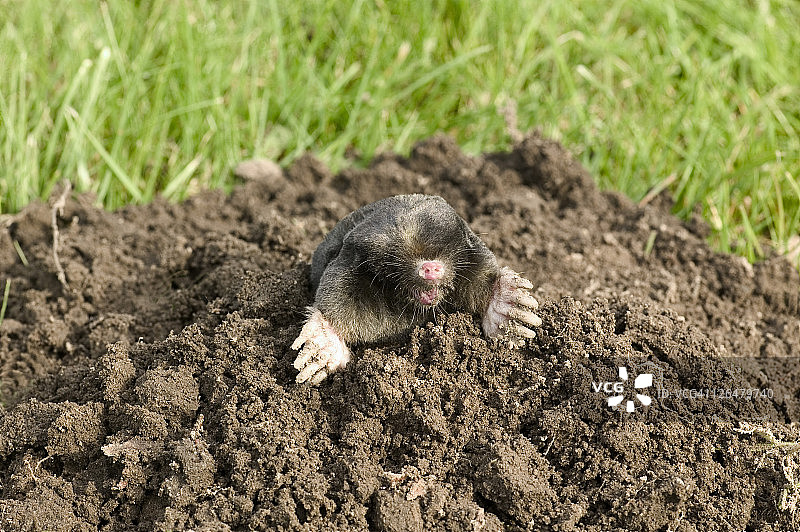 獾在洞穴里图片素材