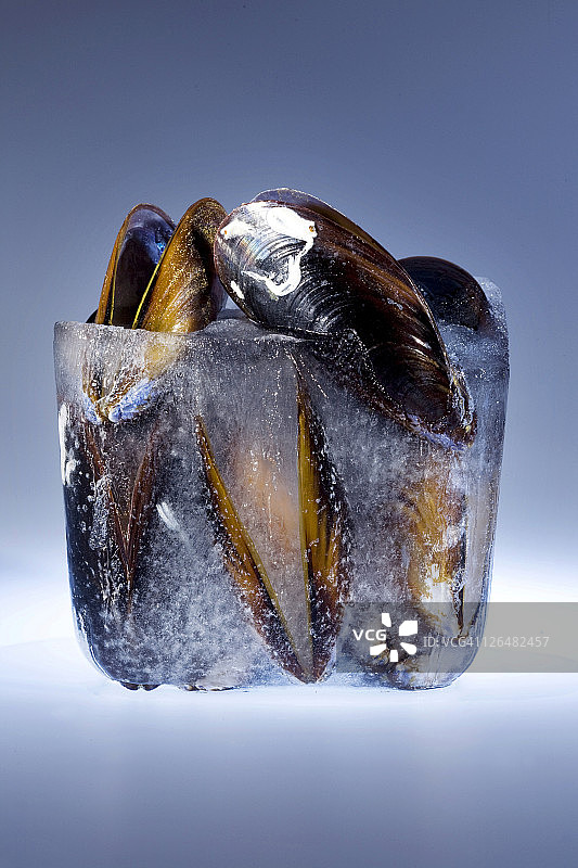 冷冻贻贝图片素材