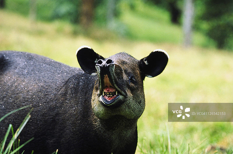 贝尔德貘图片素材