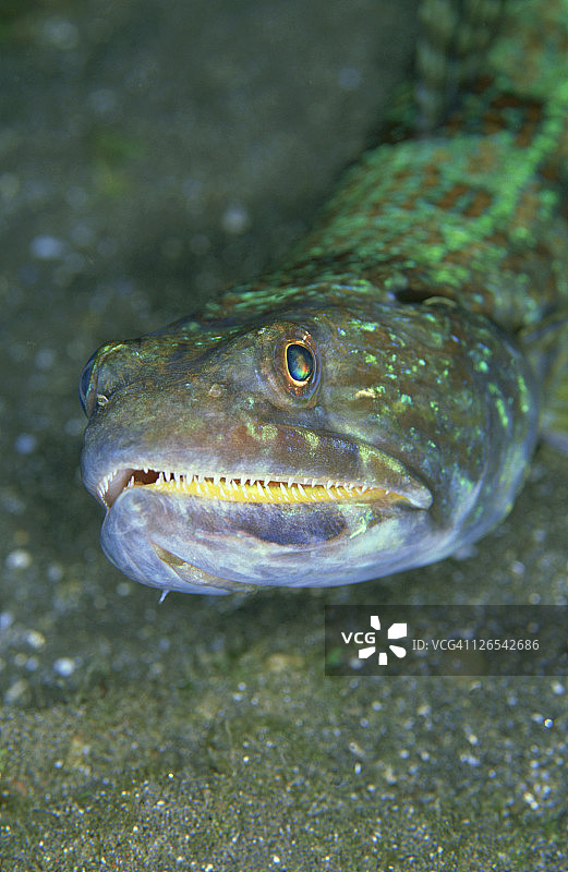 印度西高止山脉图片素材