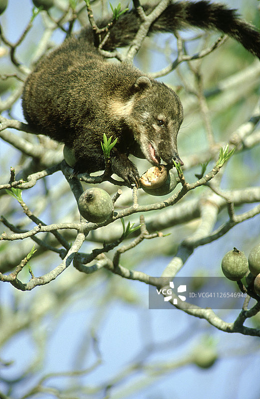 南美浣熊：纳苏瓦纳苏瓦在巴西潘塔纳尔吃树枝上的无花果图片素材