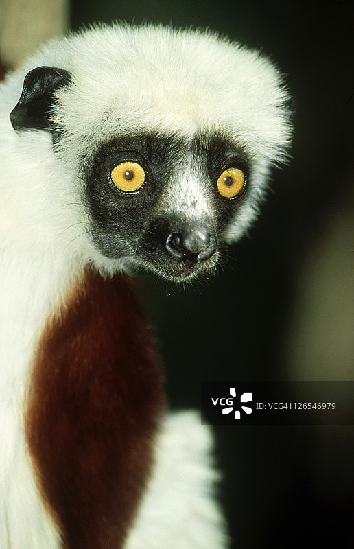 马达加斯加柯克雷尔冕狐猴图片素材