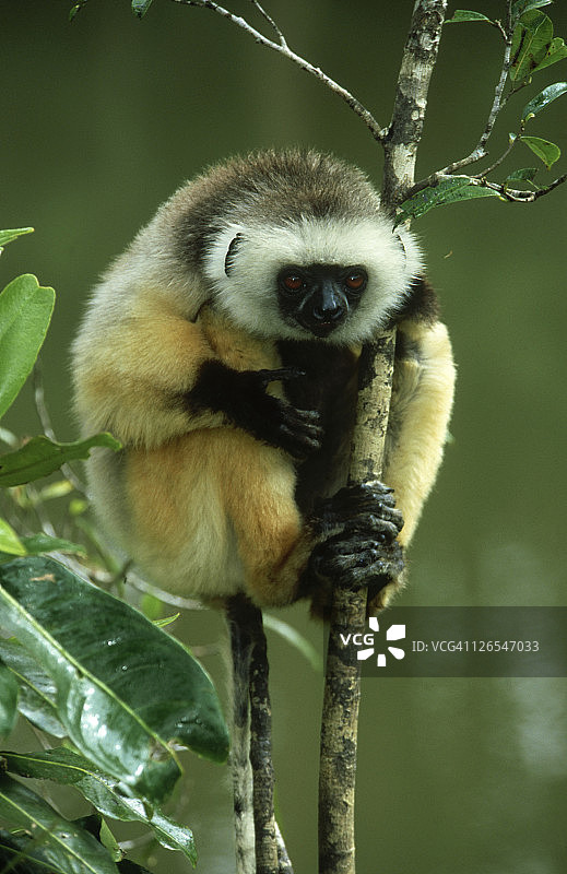 戴冕狐猴：雄性图片素材