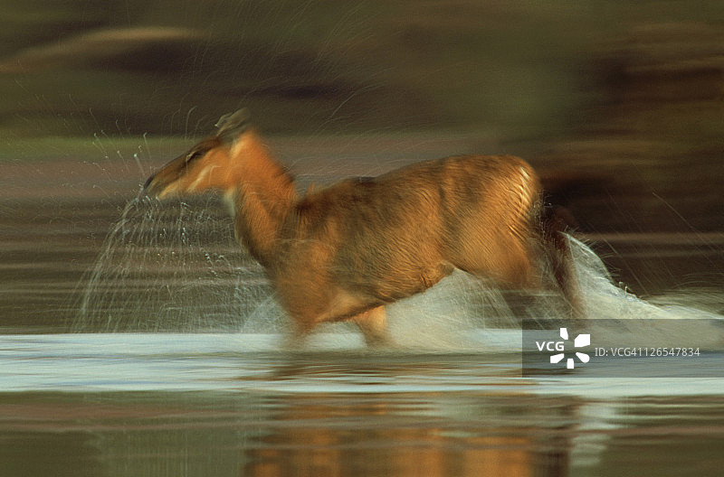 奔跑在水中的雌性蓝牛羚，巴拉特普尔，印度图片素材