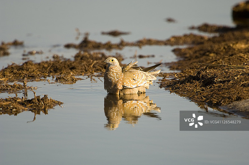 萨武蒂的布氏沙鸡雌鸟图片素材