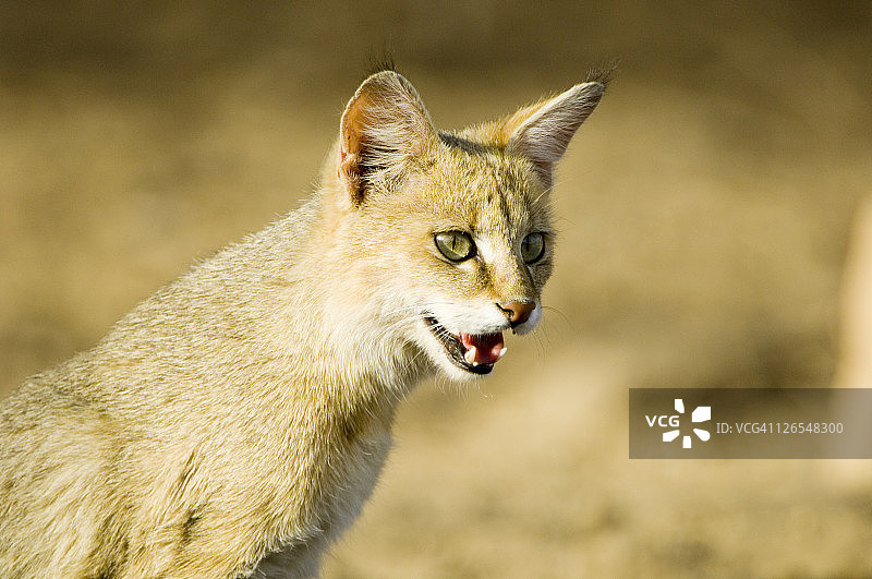 印度野猫图片素材