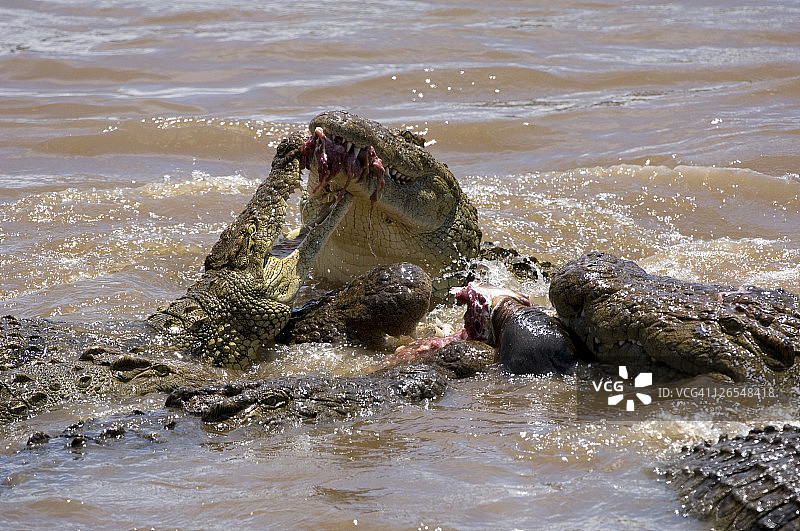 尼罗鳄，Crocodylus niloticus，在马拉河马赛马拉的狷羚尸体上疯狂觅食图片素材