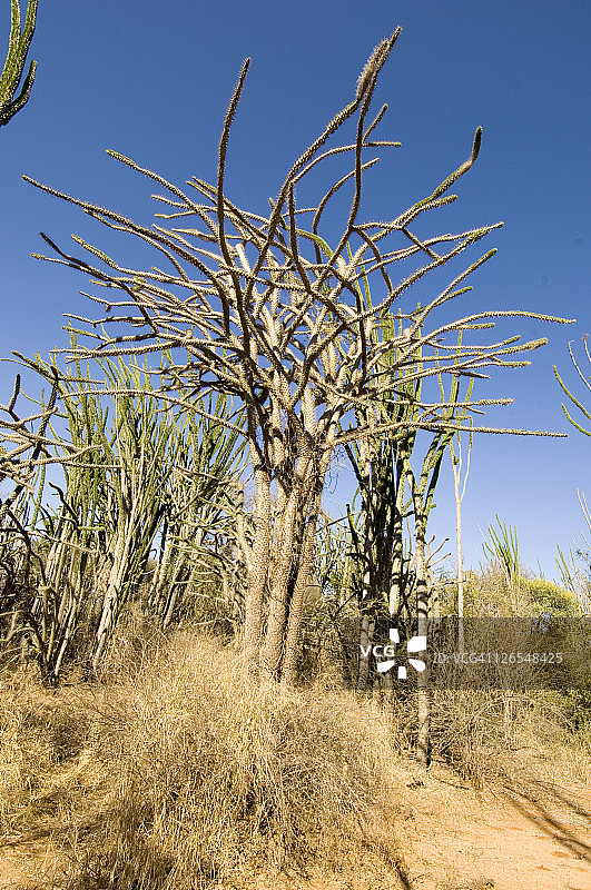 贝伦蒂的斯皮尼森林，马达加斯加图片素材