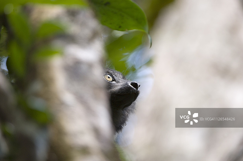 马达加斯加佩里内特自然保护区：树冠上的狐猴面部特写图片素材