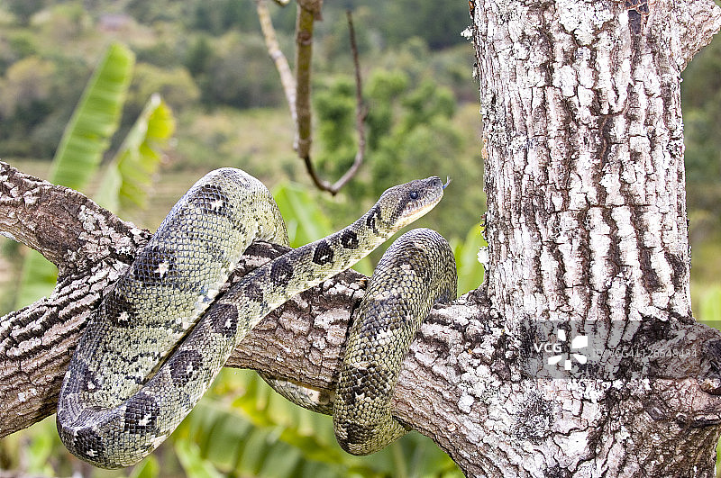 马达加斯加树蚺，树上的Sanzinia madagascariensis图片素材