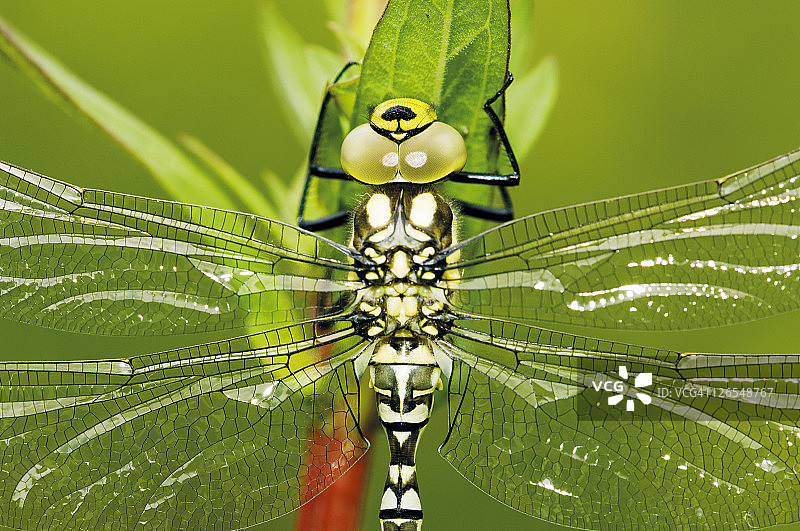 新生的雄性普通大蜻蜓胸部，英国诺福克图片素材