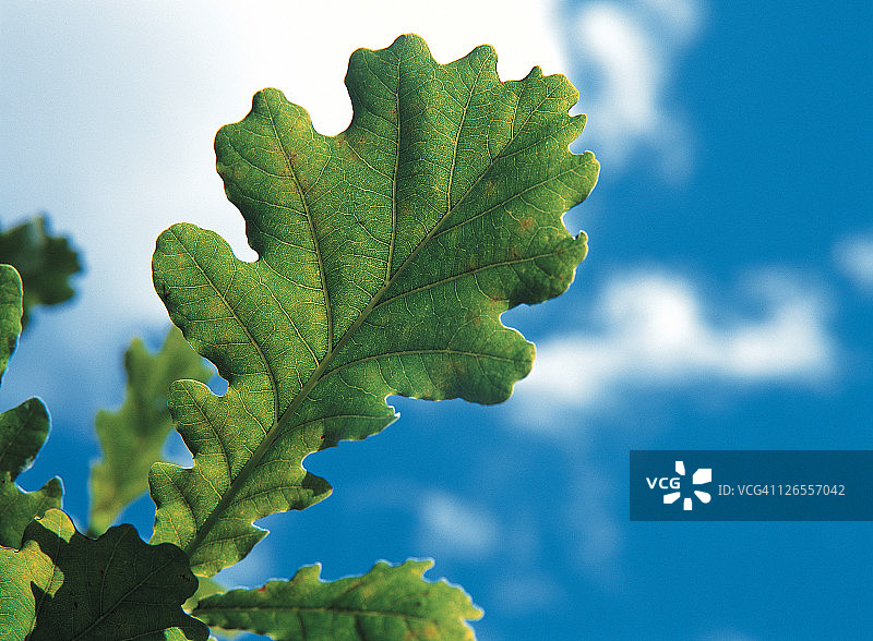 橡树叶子图片素材