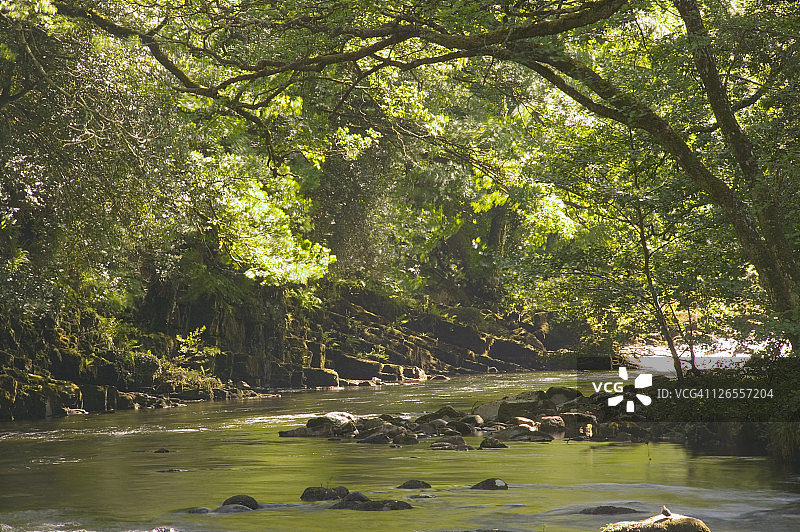 达特河穿过达特谷自然保护区林地的苔藓岩石，位于达特穆尔国家公园阿什伯顿附近的新桥图片素材