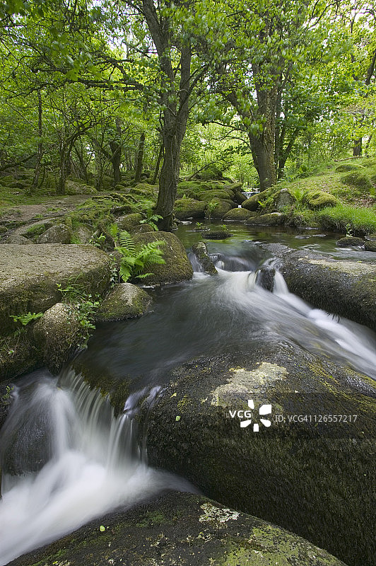 穿过古老橡树林的下坡溪流，位于达特穆尔国家公园图片素材