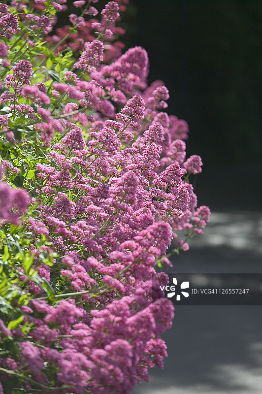 科金顿村盛开的粉色缬草图片素材