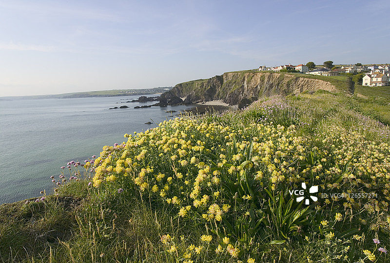 希望湾德文郡海岸悬崖上生长的肾脏图片素材