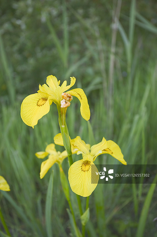 在南德文郡埃克斯河口的道利什沃伦自然保护区生长的黄菖蒲图片素材