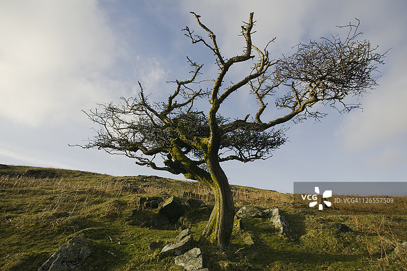 英国德文郡达特穆尔国家公园沙皮托的扭曲山楂树图片素材