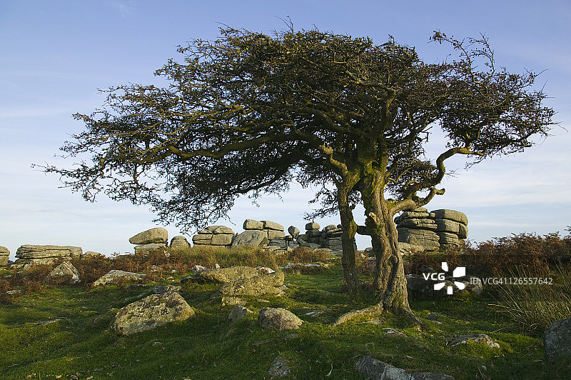 英国德文郡达特穆尔国家公园Combestone Tor的山楂树图片素材