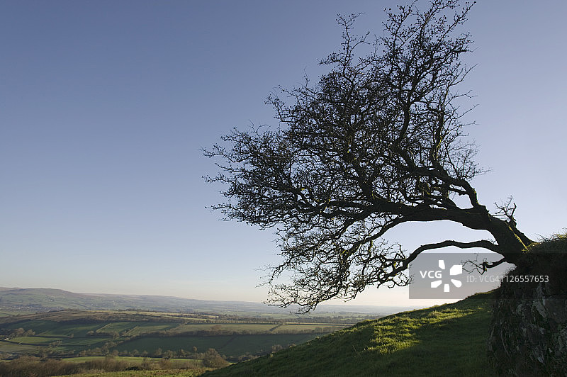 布伦特托尔山楂树的剪影，背景是达特穆尔图片素材