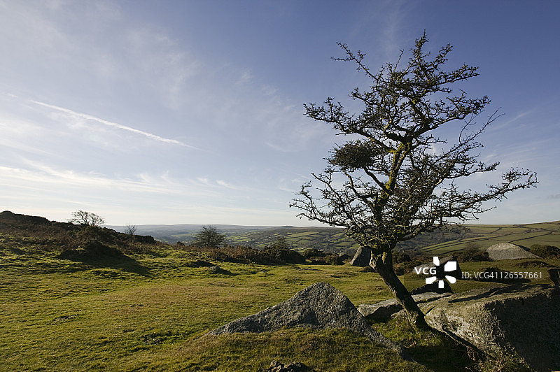 达特穆尔国家公园博恩希尔岩石上的扭曲山楂树，英国德文郡图片素材