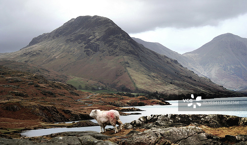 孤独的绵羊图片素材