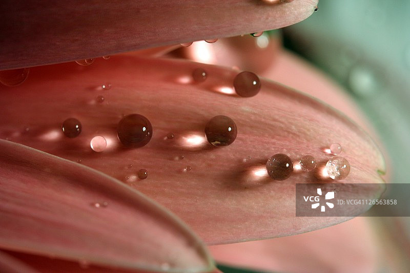 花瓣上的黑色水珍珠图片素材