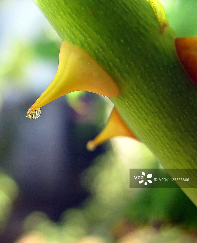 玫瑰丛特写图片素材